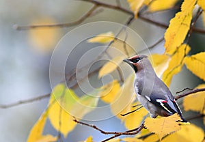 Beutifull wild bird in a tree branch