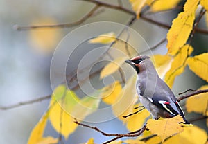 Beutifull wild bird in a tree branch photo