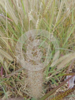 BeutyFlower in the garden