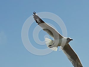 Beutyfull Overview of Flying Bird Cloud