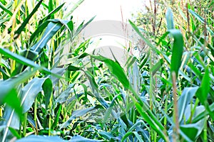 Beveled haystack, summer, straw wrapped on the field