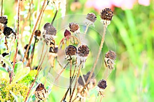 Beveled haystack, summer, straw wrapped on the field