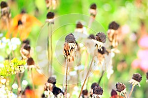 Beveled haystack, summer, straw wrapped on the field