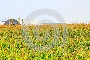 Beveled haystack, summer, straw wrapped on the field