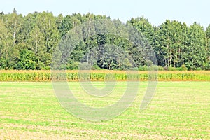 Beveled haystack, summer, straw wrapped on the field