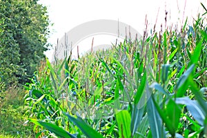 Beveled haystack, summer, straw wrapped on the field