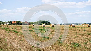 Beveled wheat field, hay harvesting in the rural area