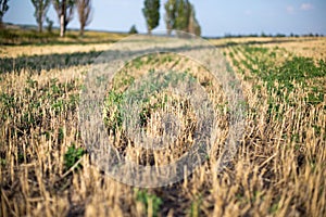 Bevelled field of wheat at sunset