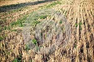 Bevelled field of wheat at sunset