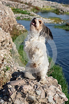 Bever Yorkshire Terrier walks outdoor, funny, dirty and ungroomed. Pet