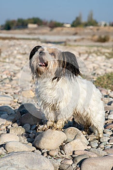 Bever Yorkshire Terrier walks outdoor, funny, dirty and ungroomed. Pet photo