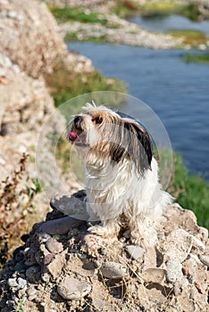 Bever Yorkshire Terrier walks outdoor, funny, dirty and ungroomed. Pet photo