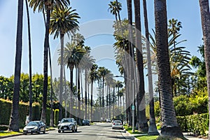 Beverly hills. LA, California, USA. Palm trees and cars