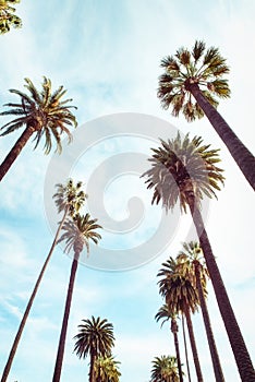 Beverly Hills Los Angeles Rodeo Palm Trees