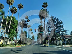 Beverly hills rich life palm trees