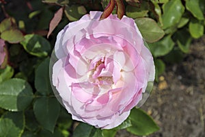 Â´BeverlyÂ´ rose flower head at the Guldemondplantsoen Rosarium Boskoop