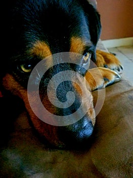 Bevs rest in thought