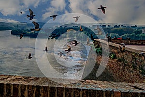 Bevy of birds and young resting on the fortress walls photo