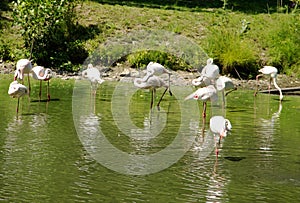 Bevy of Flamingoes