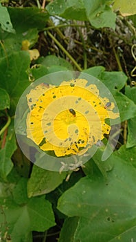 A bevy of honey-sucking insects on a yellow flower photo