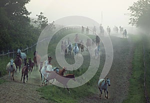 Bevy of horses running at the rular area