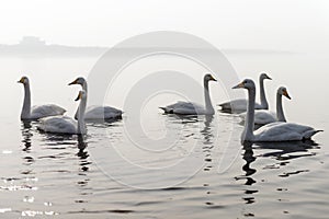 A bevy of mute swans.