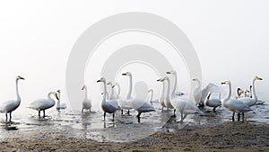 A bevy of mute swans. High key effect.