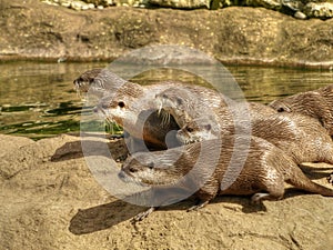 Bevy of Otters photo