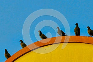 A bevy of Pigeons enjoys their magic hour stroll in Indian cityscape.