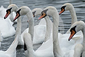 A bevy of swans on the river Thames photo