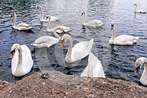 A bevy of swans photo