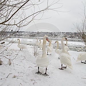 A bevy of swans. One stands out. Selective focus. photo