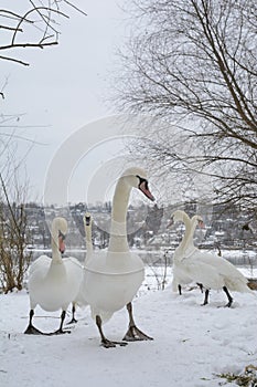 A bevy of swans. One stands out. Selective focus. photo