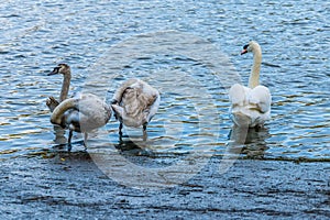 A bevy of swans preening beside Thornton Reservoir, UK