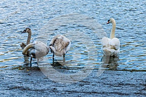 A bevy of swans preening beside Thornton Reservoir, UK photo