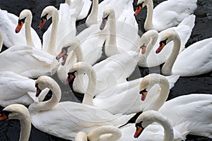 A bevy of swans. photo