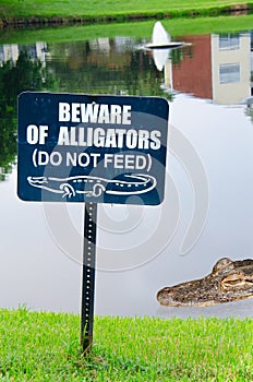 Beware of alligators sign with alligator in lake