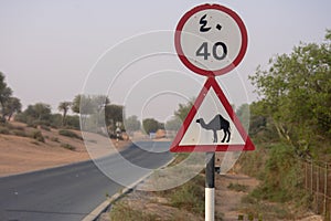 Beware of Came; crossing sign in a desert road or street in the United Arab Emirates