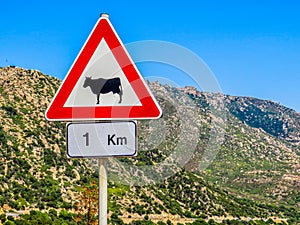 Beware Of Cows Sign