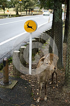 Beware the deers sign in Nara, Japan