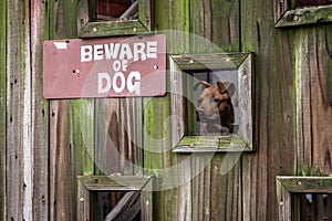 Beware of Dog behind the gate looking out