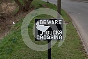 Beware duck crossing sign with grass