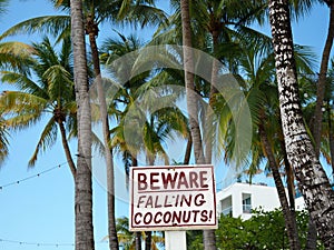 Beware of Falling Coconuts From Coconut Palm Trees