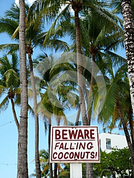 Beware of Falling Coconuts From Coconut Palm Trees