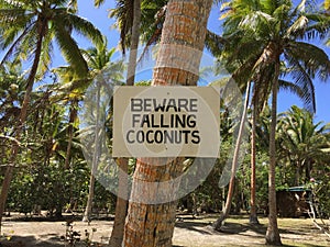 Beware of Falling Coconuts Pacific Ocean