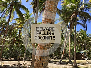 Beware of Falling Coconuts Pacific Ocean photo