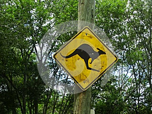 Beware of Kangaroo road sign in Lone Pine, Brisbane