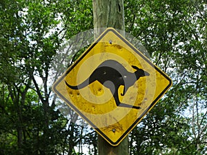 Beware of Kangaroo road sign in Lone Pine, Brisbane