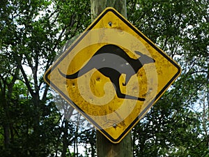 Beware of Kangaroo road sign in Lone Pine, Brisbane