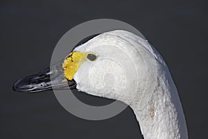 Bewick's Swan